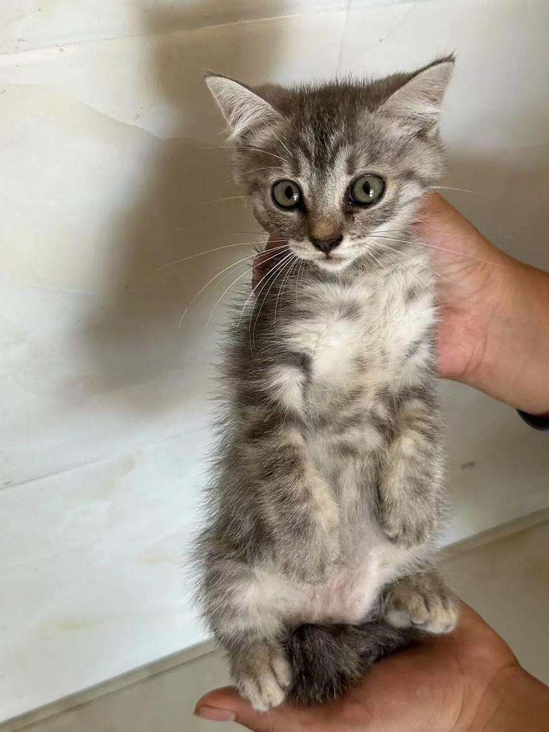 小猫咪不会用猫砂盆怎么办