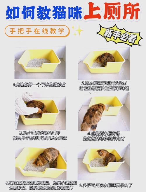 一个月小猫不会用猫砂