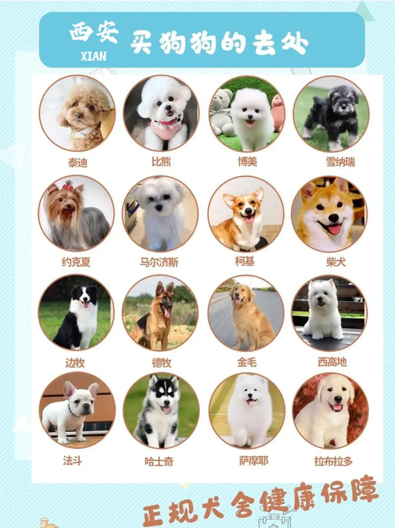 不咬人的几种狗,适合在小区饲养