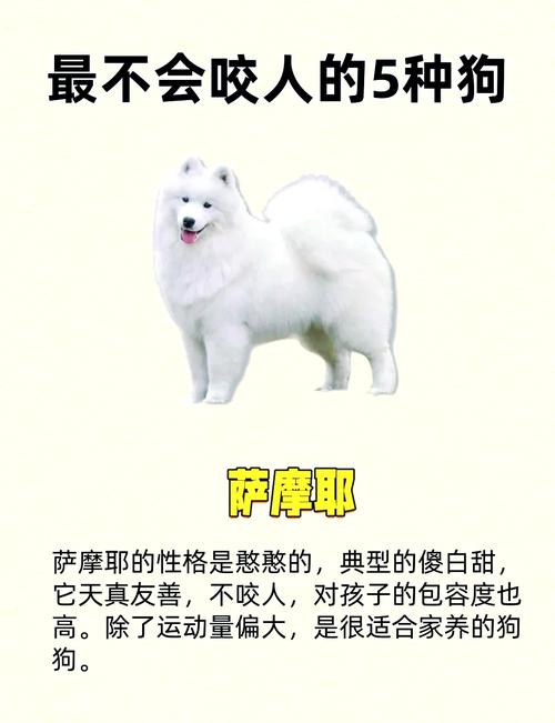 农村养什么狗最合适