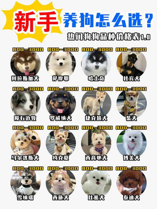 养什么狗比较好运气最旺盛