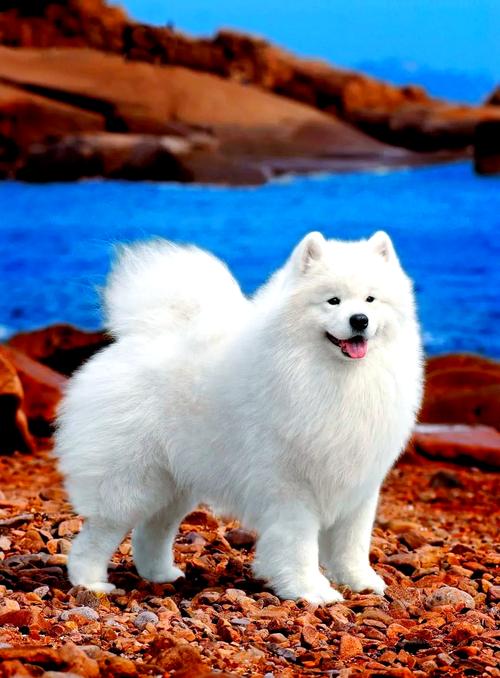 什么品种的狗比较好养又不挑食