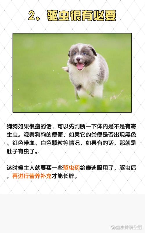 2个月大的狗狗可以吃鸡蛋吗?