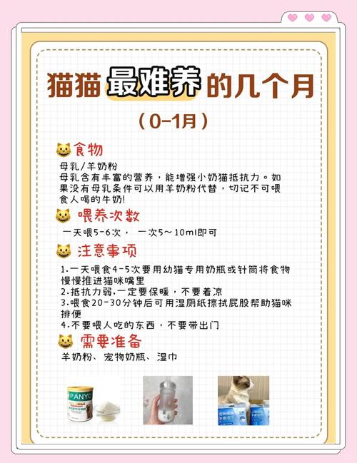 猫最难养的几个月|幼猫喂养注意