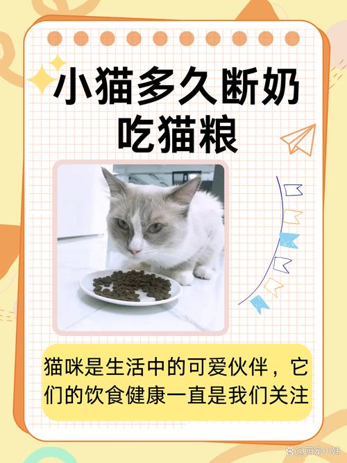 小猫咪怎么喂养