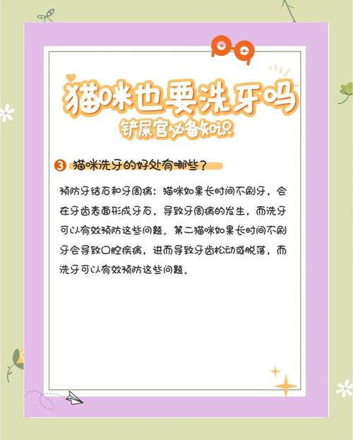 猫咪洗牙须知