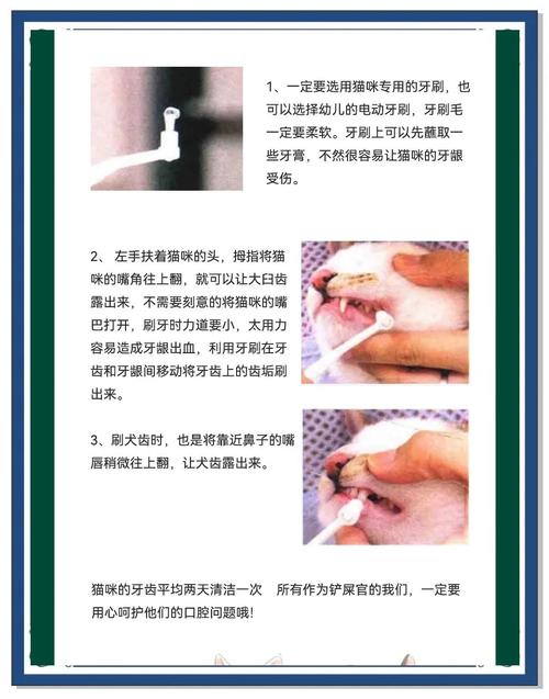 宠物猫洁牙的方法有哪些?
