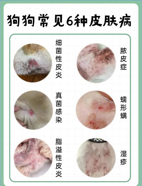 狗狗皮肤病传染到小孩