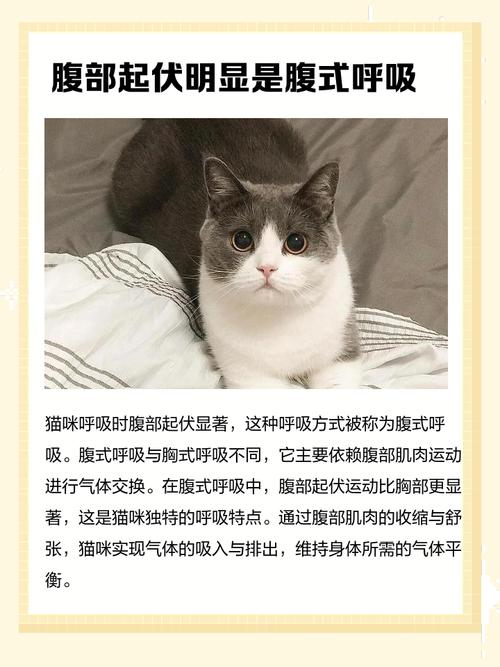 猫咪呼吸急促肚子起伏很快速是怎么回事