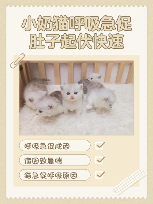 猫呼吸急促腹部起伏快身体动
