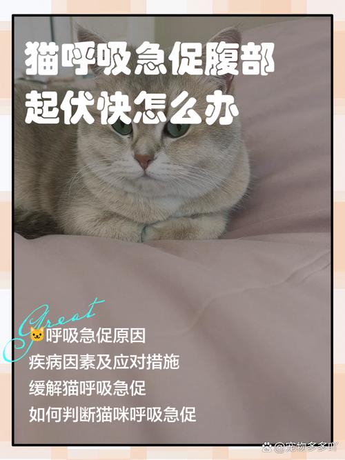 猫为什么呼吸急促,腹部起伏快?