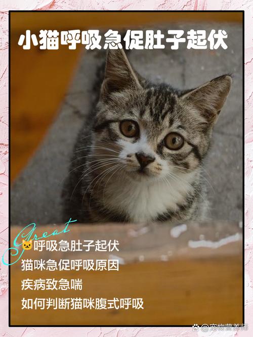 猫咪呼吸急促腹部起伏