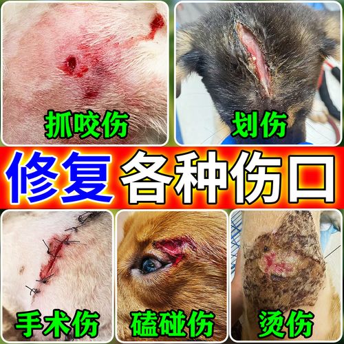 狗狗被咬伤口化脓怎么办用什么药