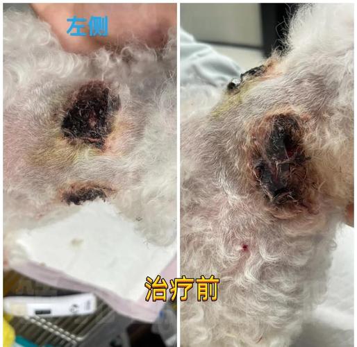 狗狗被咬伤了伤口有点化脓怎么办