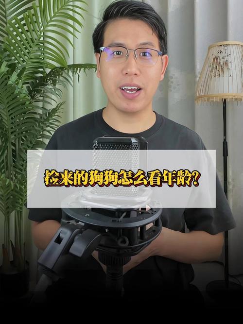 捡来的狗狗怎么看年龄?