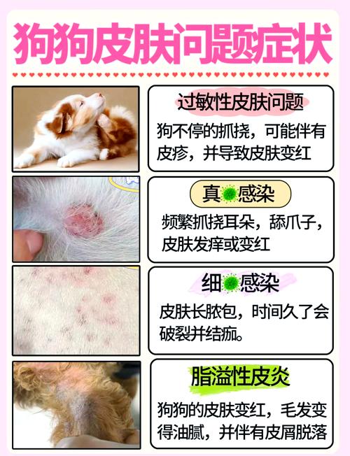 狗狗为什么突然长皮屑?