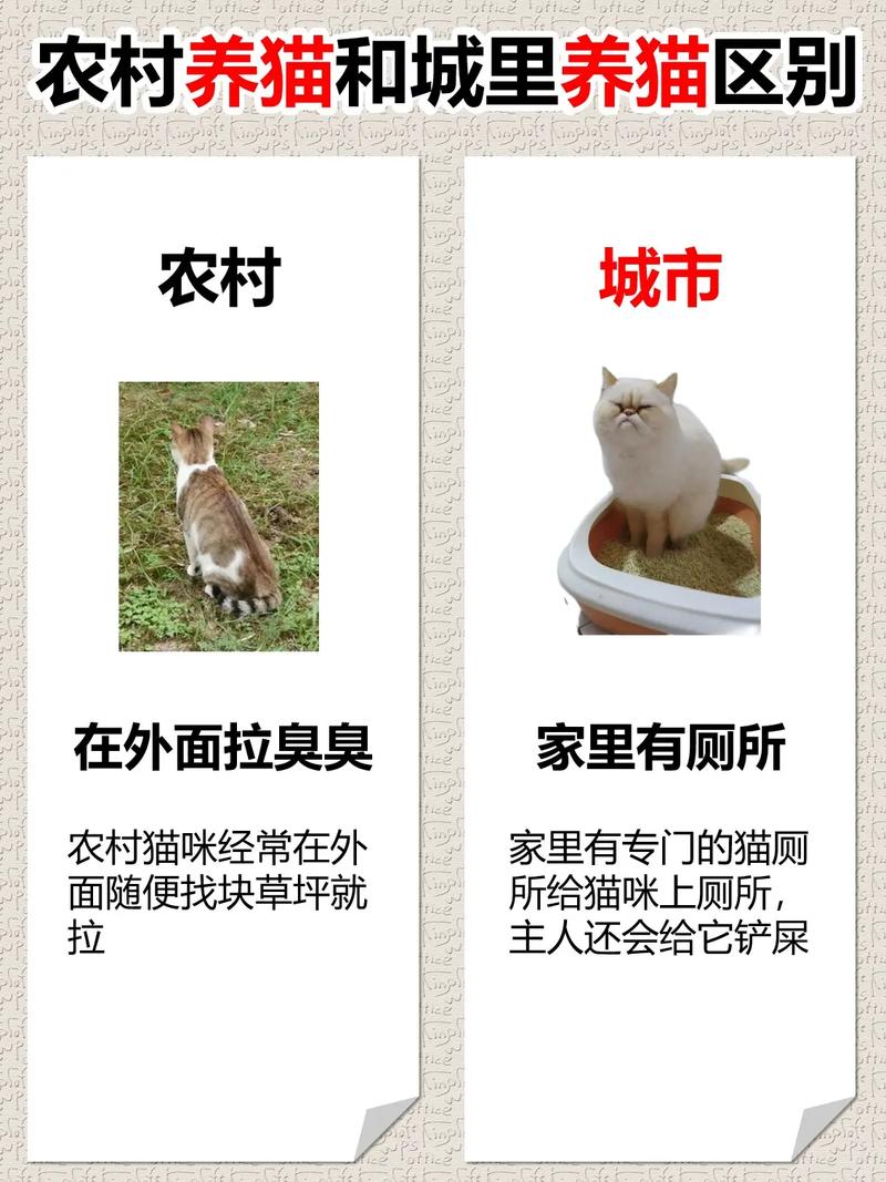 宠物猫可以坐飞机吗?