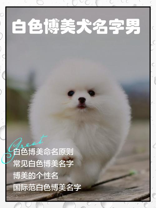 白色狗狗名字大全