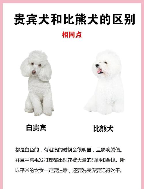 100个好听到爆的狗狗名字