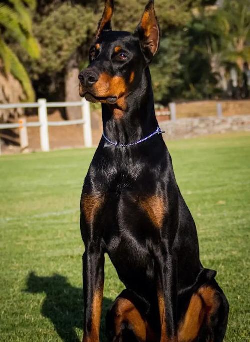 什么狗适合男人用呢