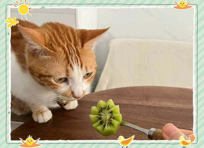猫咪能吃猕猴桃吗