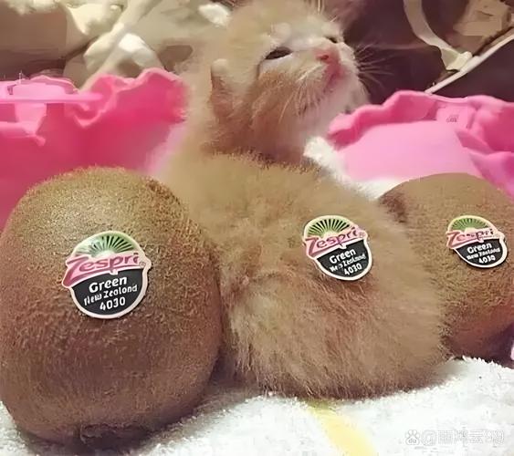 可以给猫吃猕猴桃吗
