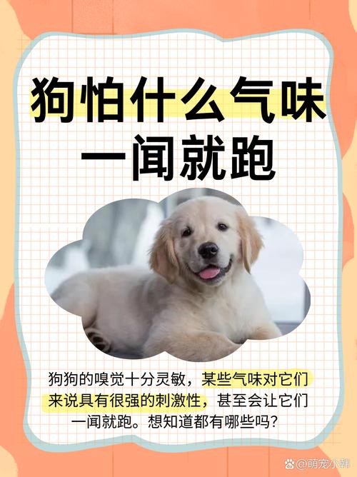 狗狗胆子特小特怕别的狗怎么办