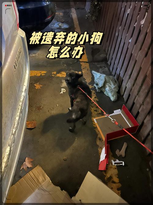 狗狗11个月了特别怕陌生人,胆子很小,该怎么训练?