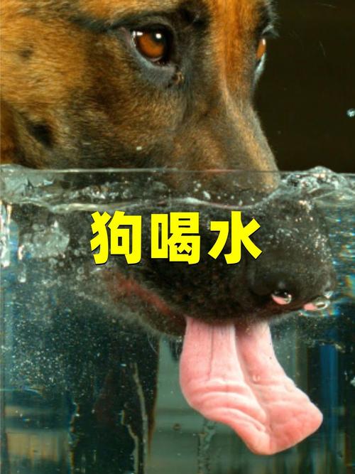 狗狗长期喝水太少会怎么样?