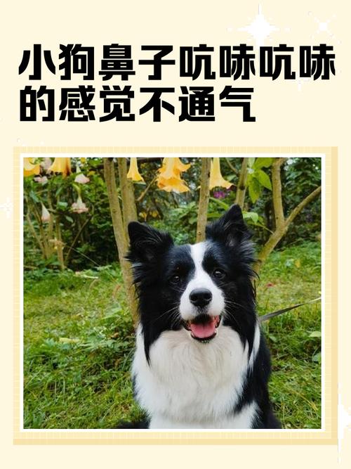 狗狗感冒鼻子不通气怎么办