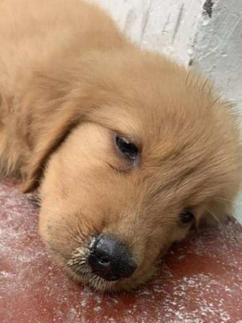 狗感冒鼻子眼里不通气