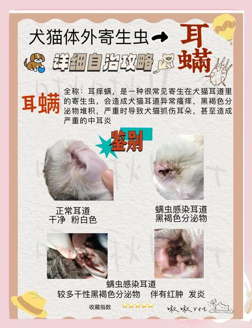 猫咪去宠物店治耳螨要多少钱