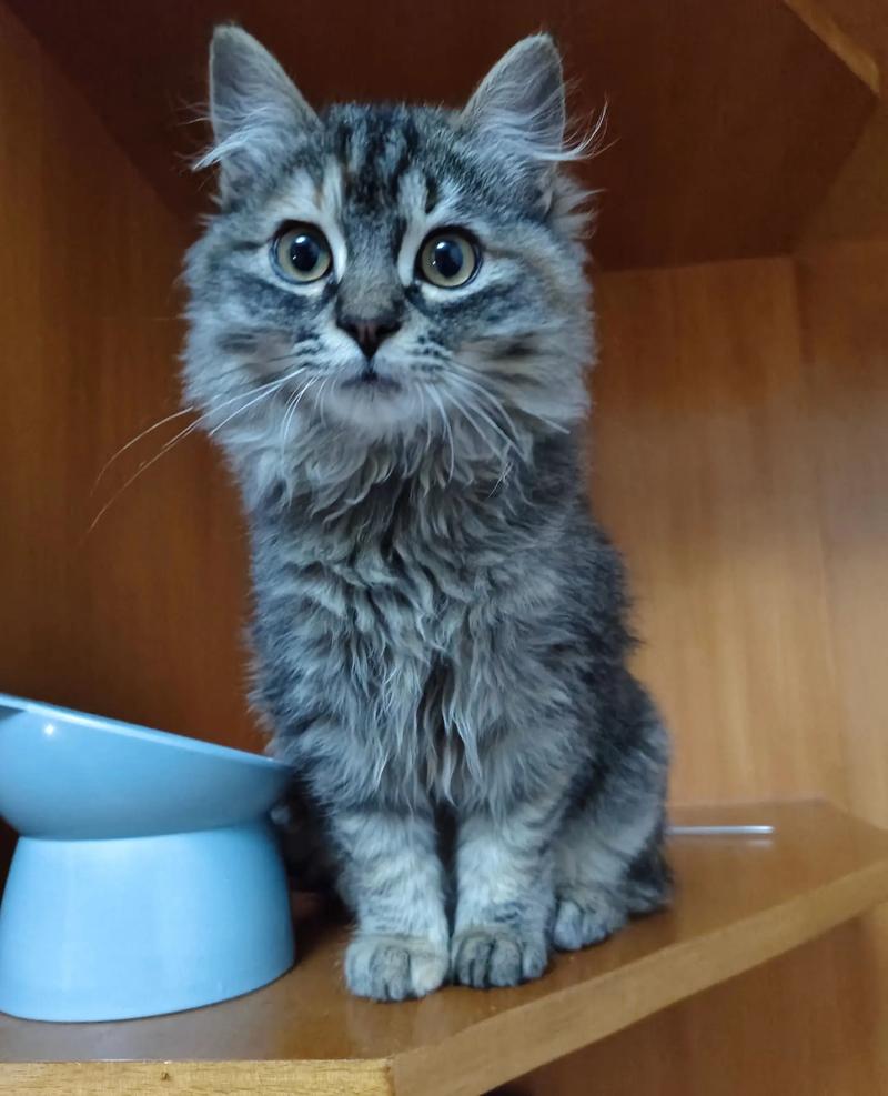 狸花猫长多大开始掉毛?