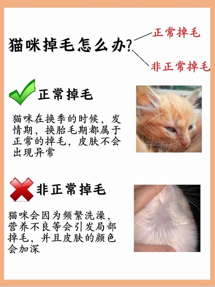 猫咪换毛期一般在什么时候