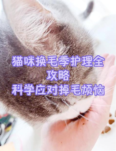 猫咪什么时候掉毛最严重