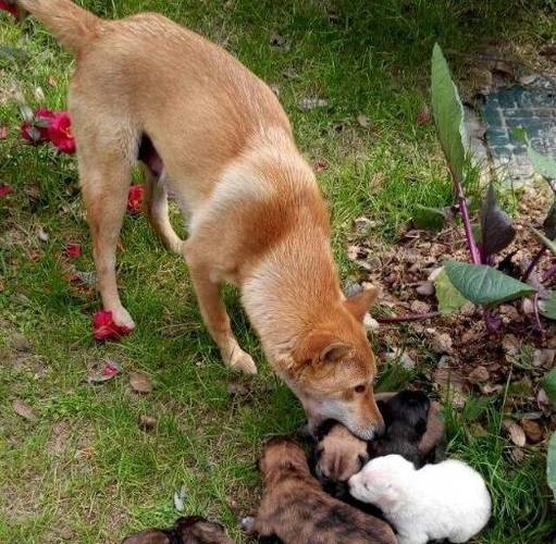 狗狗没了两颗蛋,生活变化还是挺大的