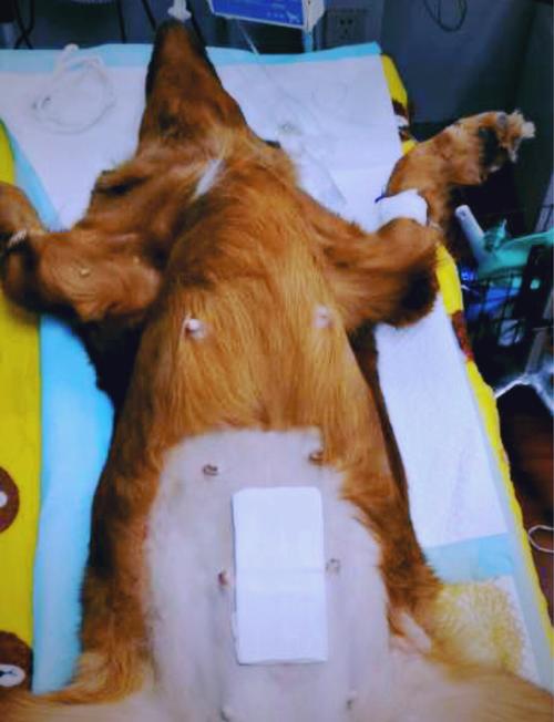 狗狗什么年纪做绝育好呢?