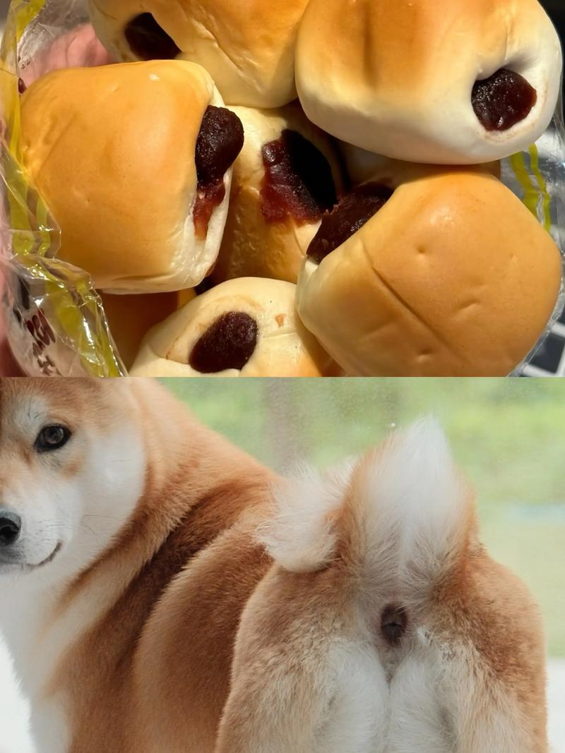 狗能吃切片面包吗