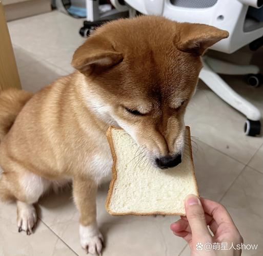 狗吃面包没事吧