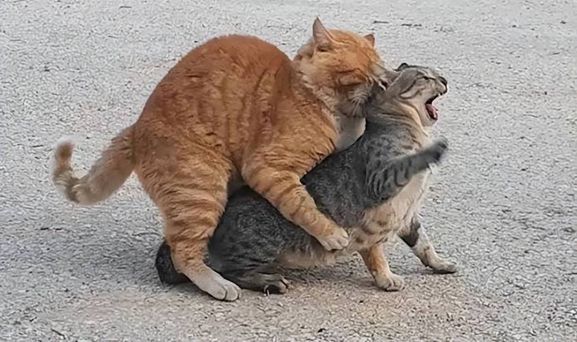 猫猫发情期一般多久