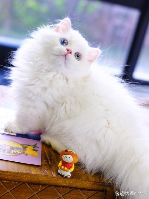白色猫咪有哪些常见的品种?