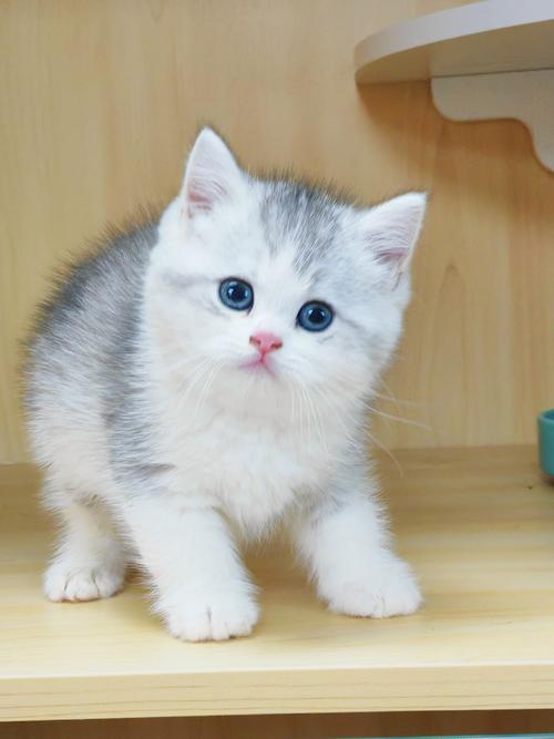 白色的猫咪有些什么品种?