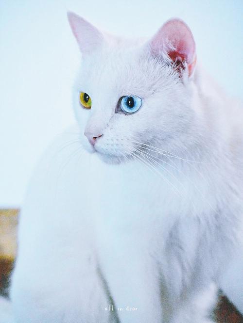 哪些品种的猫咪是白色的呢?