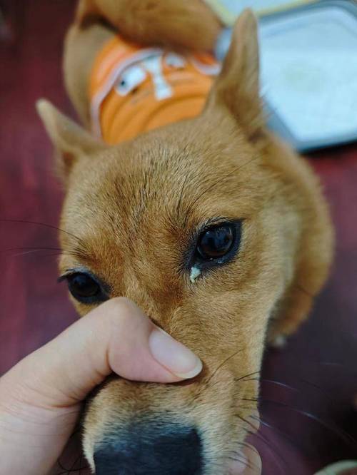 爱眼护眼狗狗常见的5种眼部分泌物