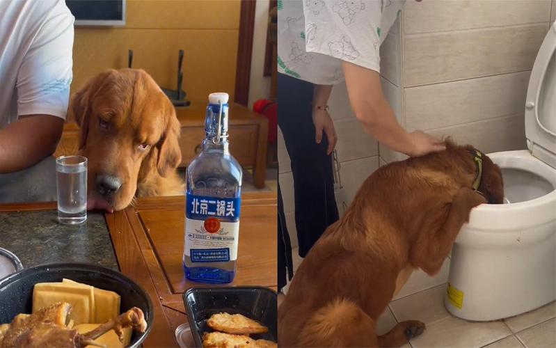 狗狗可以喝煮熟的红酒吗?