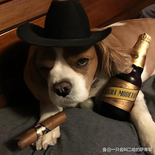 我家狗狗2个月,刚才跟它喝红酒了,没事吧