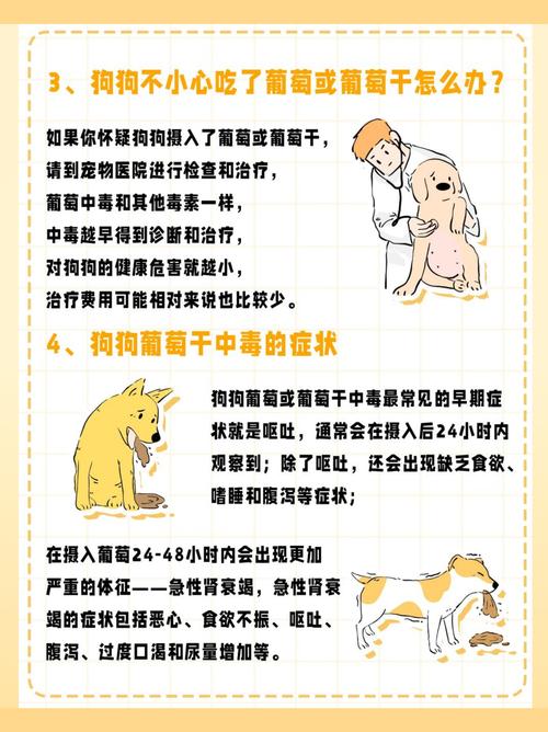 泰迪喝酒会怎么样(泰迪喝白酒会怎么样)