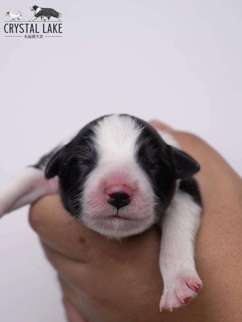 小狗出生后多久可以送人