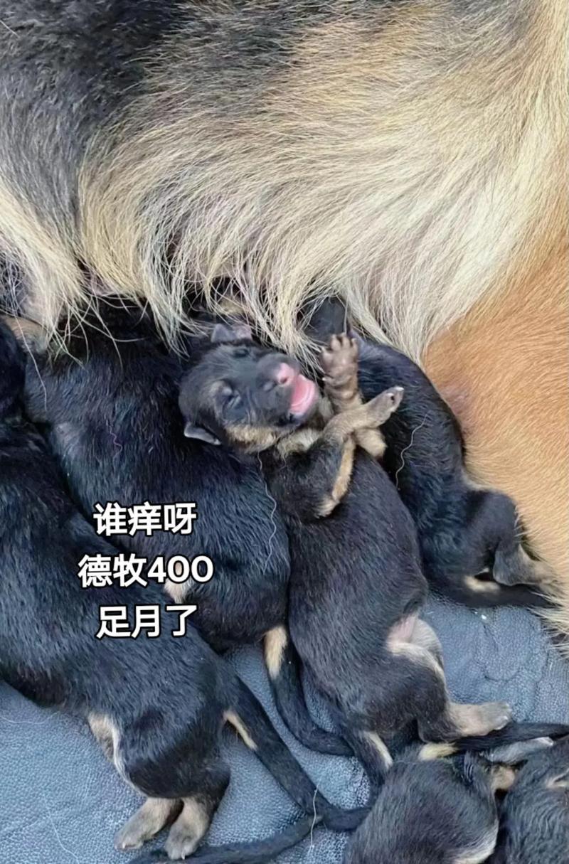 小狗多久断奶可以送人