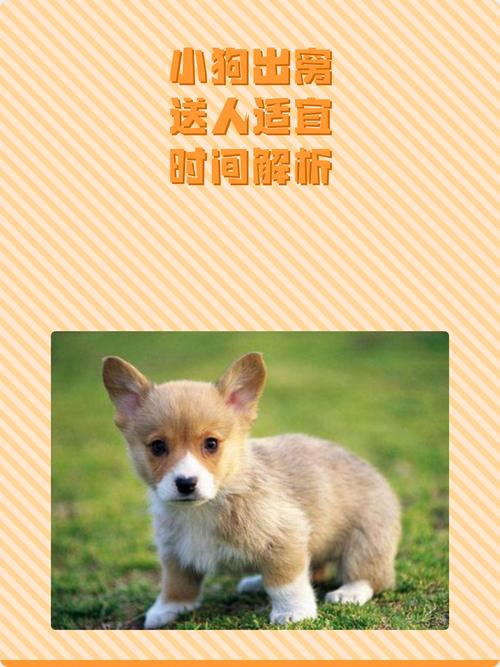 小狗多久出窝送人